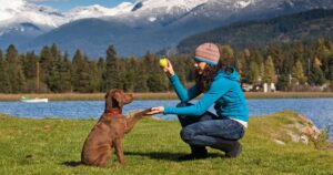 Dog Training Tips_ 22 Great Ideas To Help You Train Your Lab in 2023