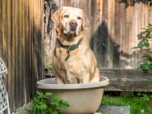 Fawn Labradors