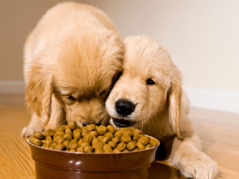Feeding Your Labrador Puppy on Kibble