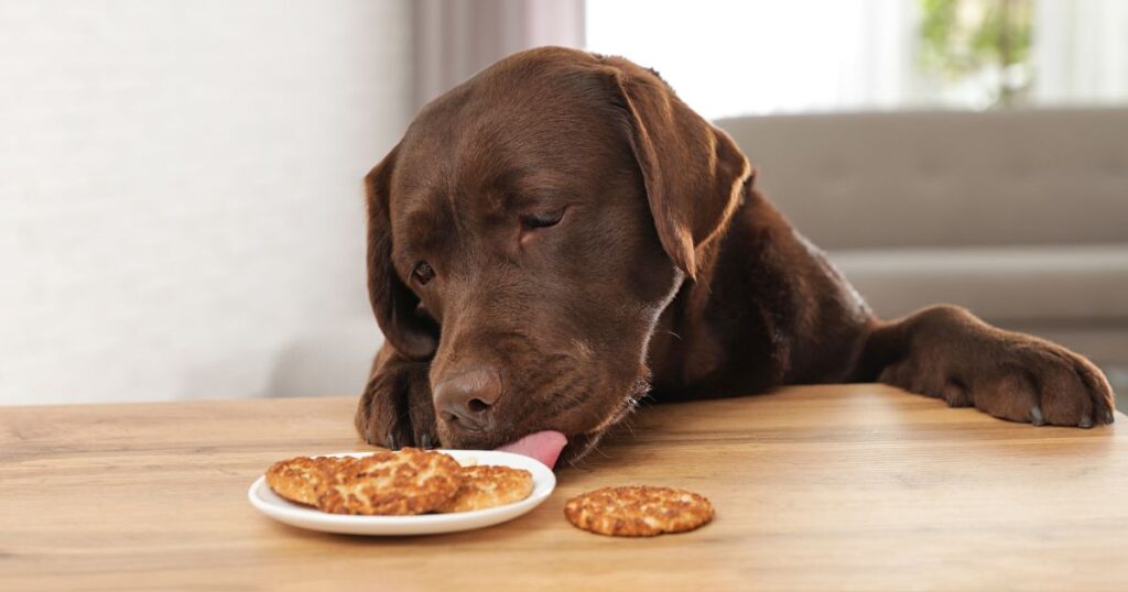 Feeding Your Labrador Puppy_ How Much, Diet Charts And The Best Food
