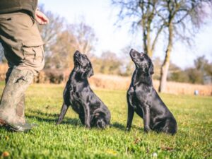 Obedience Training Two Puppies
