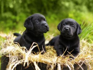 Should I Get Two Dogs Close Together in Age