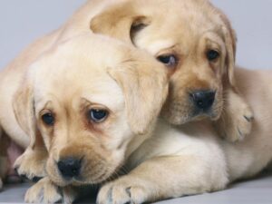 Should I Get Two Puppies from the Same Litter