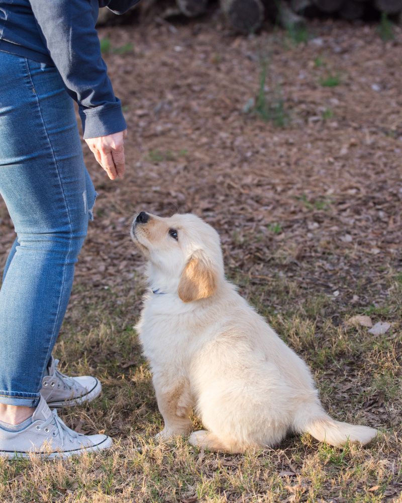 Teach Your Dog to Work for Food