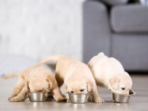 Ways of Feeding Your Labrador Puppy
