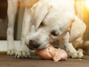 What About Feeding Puppies on Raw Food