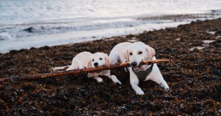 What Is The Right Age Gap Between Labradors