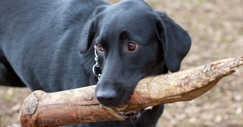 When Do Puppies Stop Biting And How To Cope With A Teething Lab Puppy