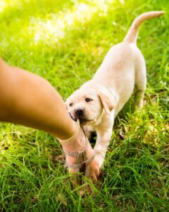 When Does Biting Start