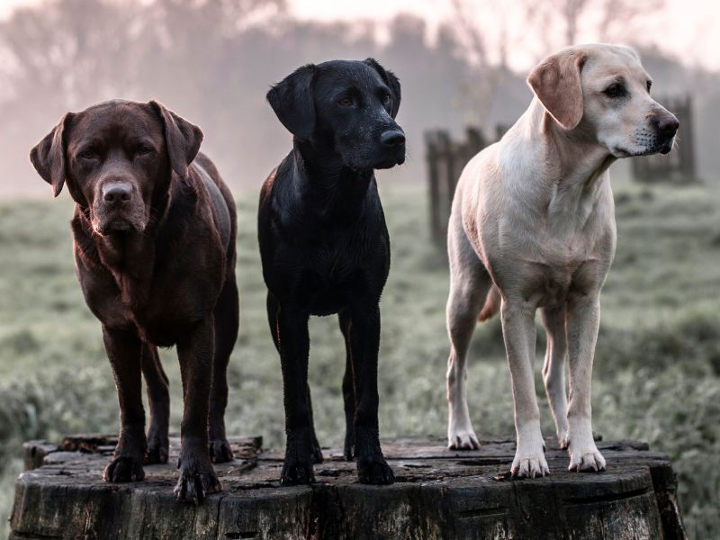 Which Is The Best Labrador Colour