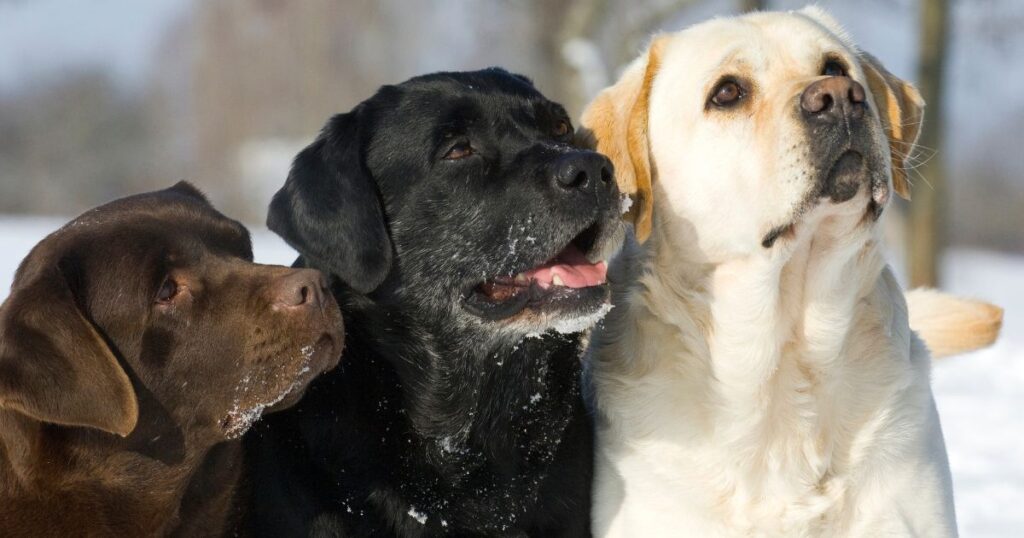 Which Labrador Color