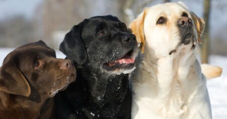 Which Labrador Color