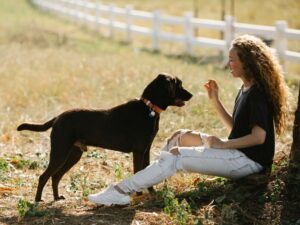 Your Labrador Training Methods Should Be Fun