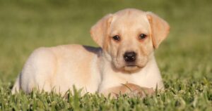 10 Tips For A Happy Labrador Puppy