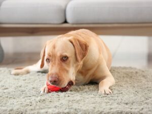 Advice from Working Pet Parents