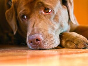 Are Dogs Happy Home Alone
