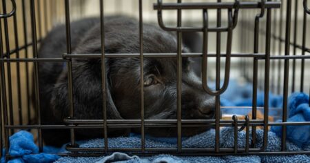 Benefits Of Crating A Dog (And How To Use A Crate Kindly)