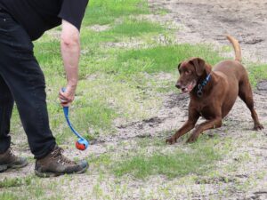 Breaking up Your Dog's Day