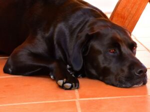 Can You Leave Your Dog Home Alone While You Work