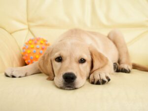 Can You Leave Your Puppy Home Alone