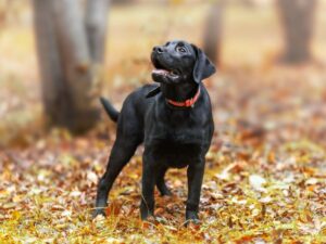Dwarf Labrador