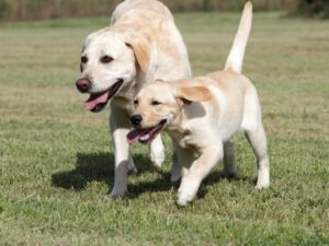 Dwarf Labrador Health Tests