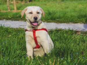 Dwarf Labrador Symptoms