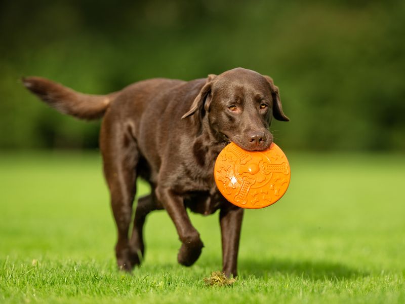 Find Out More About Labradors!