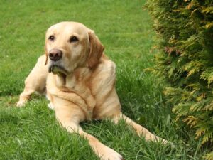 Get Pippa's Training Tips!