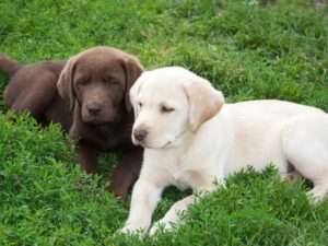 Get Pippa's Training Tips!