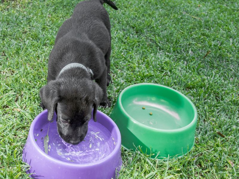 Giving Water to Your Labrador
