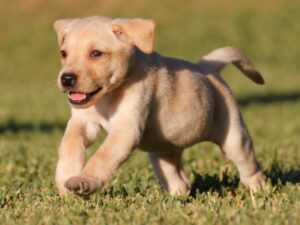 Happy Labrador Puppies Have A Calm Environment
