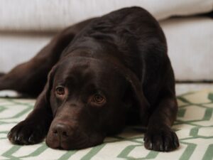 How Long Can You Leave A Dog Alone