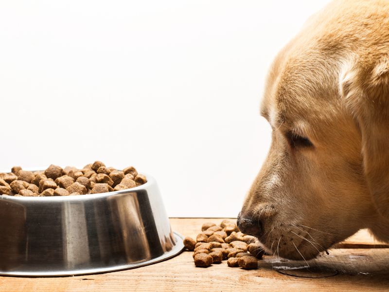 How Often to Feed Your Labrador