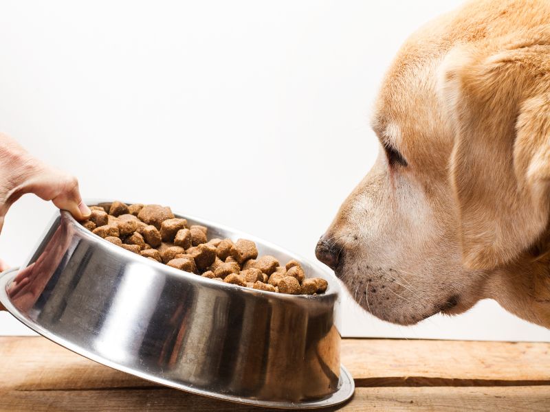 How to Feed a Labrador – Different Methods