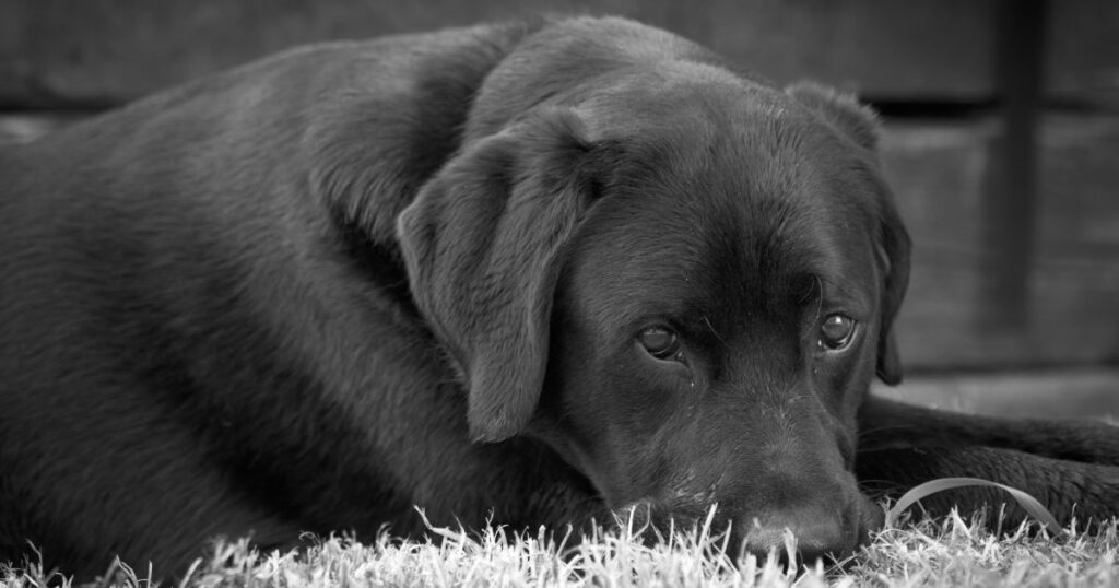 Is Your Dog Home Alone_ How Long Can You Leave Your Lab