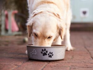 Labrador Feeding Guide