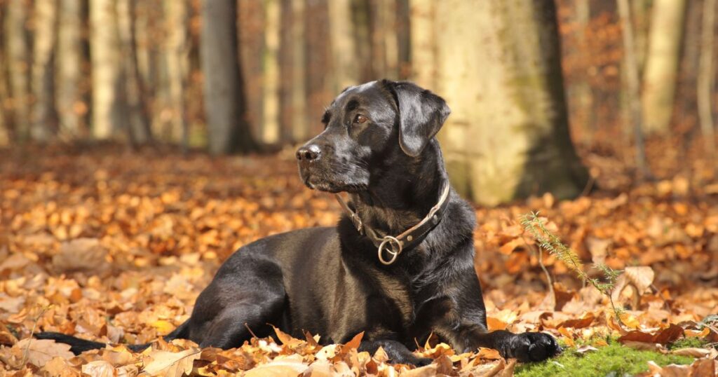 Labrador Food And How To Feed a Labrador .