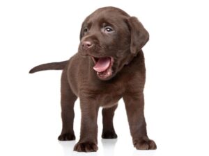 Miniature Labrador Breeders