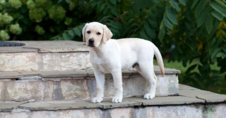 Miniature Labrador_ Small Size and Dwarfism In Labs