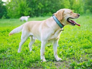 What Is A Miniature Labrador