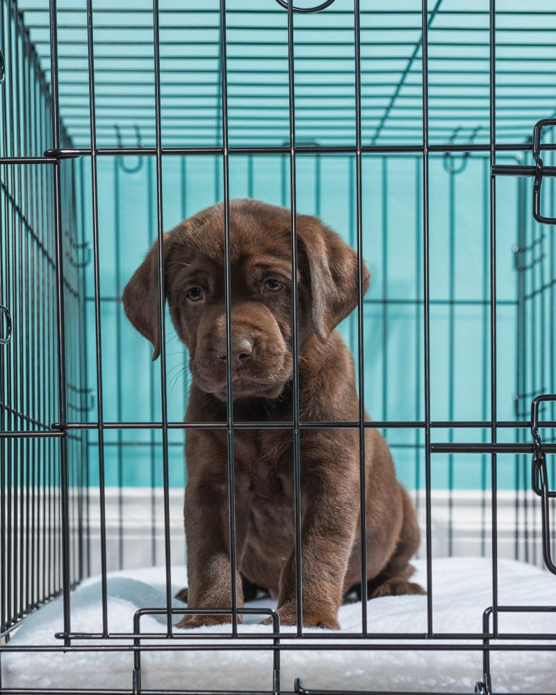 Why Dogs Need To Learn To Relax In A Crate