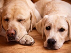 Can You Predict Nasal Pigmentation When Breeding