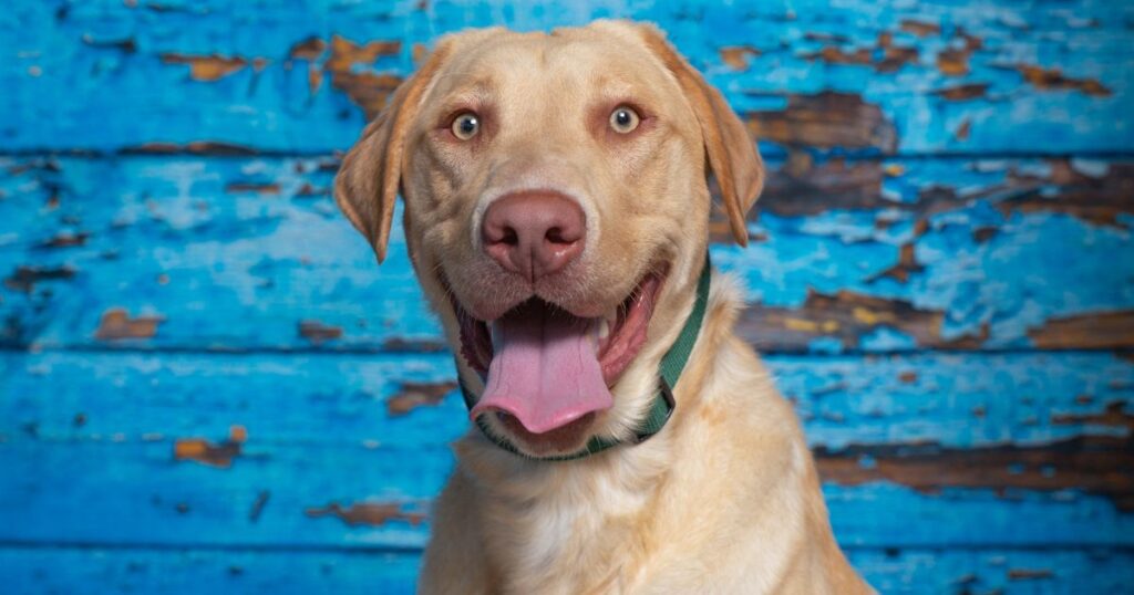 Dudley Lab – The Pink Nose Labrador