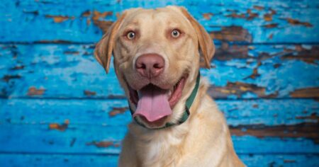 Dudley Lab – The Pink Nose Labrador