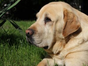 Pink Nose Problems In Labradors