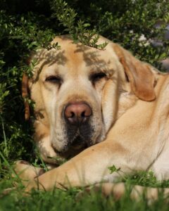 Should I Buy A Dudley Labrador Puppy