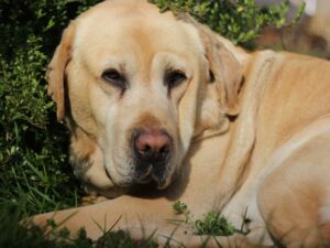 What Is A Dudley Lab