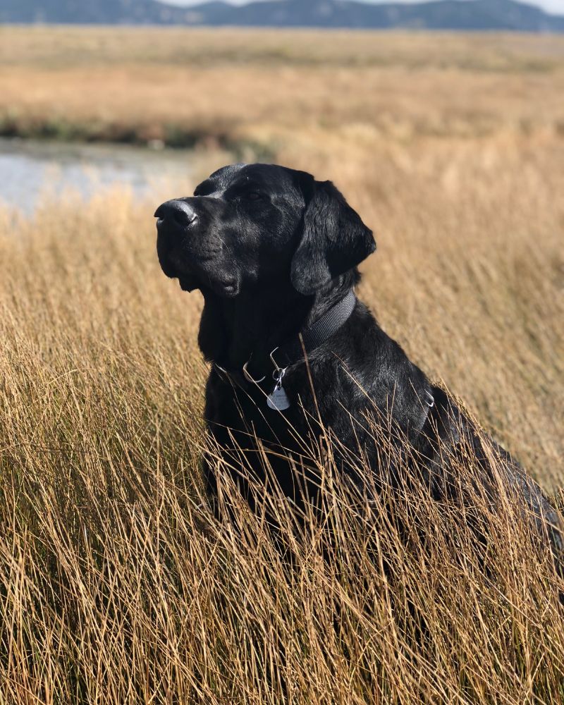 Are Labrador Breed Standards A Good Thing