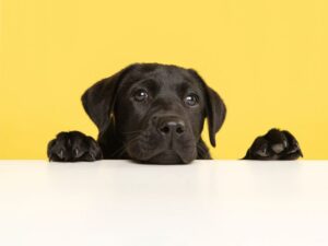 Best Names for Black Dogs